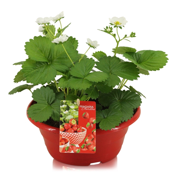 <h4>Fragaria Beltran in rode schaal</h4>