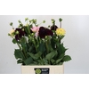 Dahlia Mix In Bos