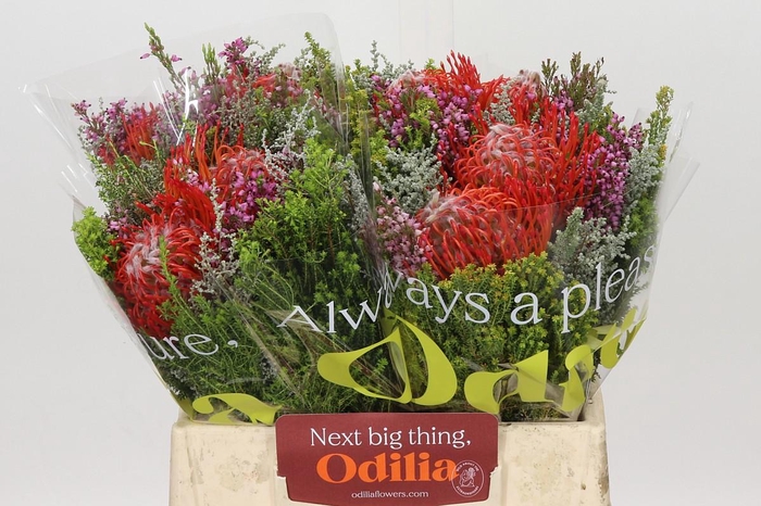 <h4>BQ Nutans 2 Flower</h4>