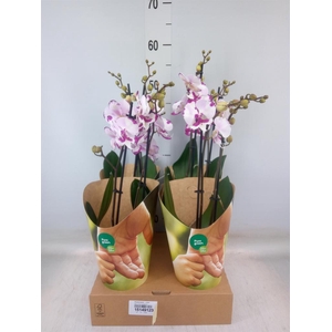 Phalaenopsis   ...rose