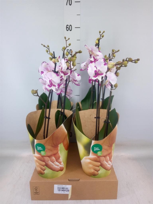 <h4>Phalaenopsis   ...rose</h4>
