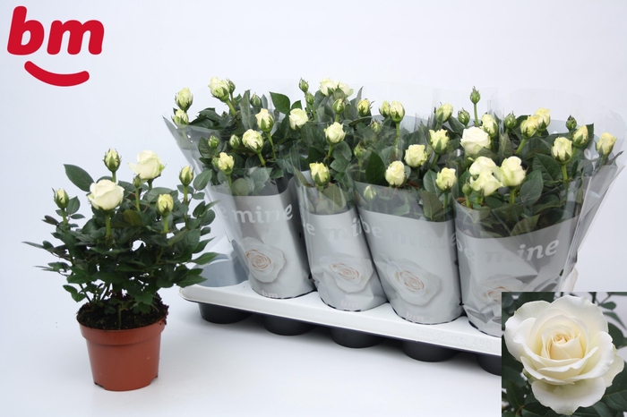 <h4>RO WHITE B MONDE</h4>