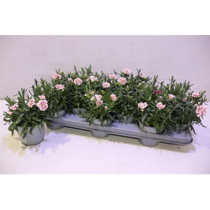 arr8 Dian Oscar Red Star