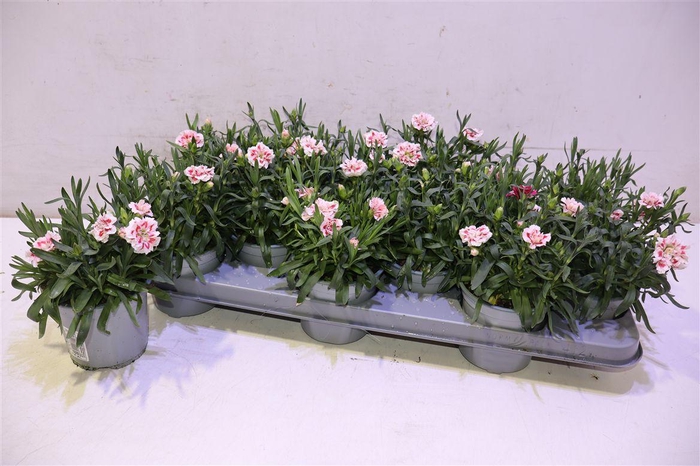 <h4>Dian Oscar Red Star</h4>