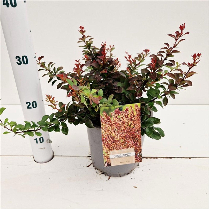 Berberis thunb. 'Atropurpurea Nana'