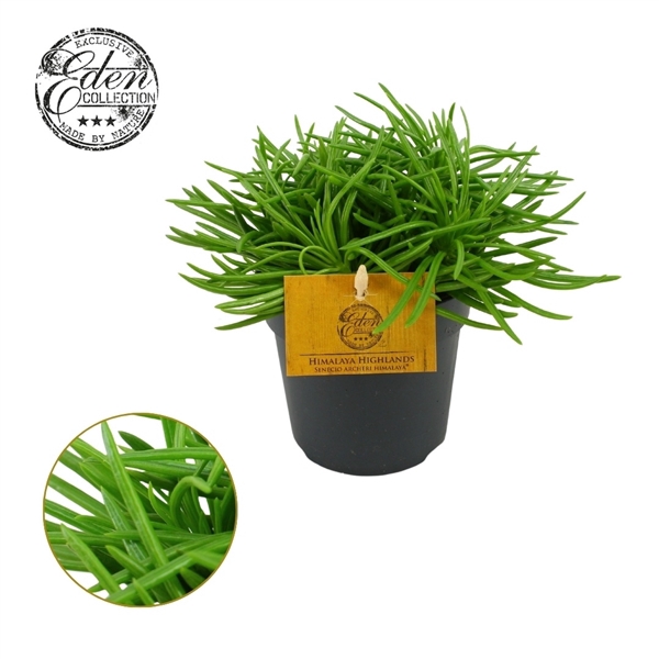 <h4>Senecio Himalaya 10,5cm</h4>