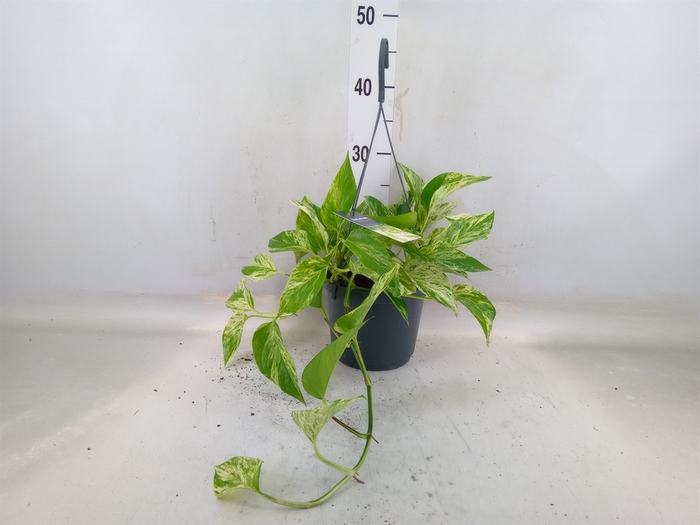 <h4>Epipremnum pinn. 'Marble Queen'  HG</h4>