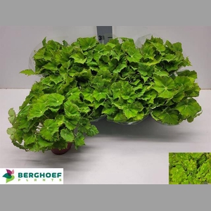 BEG BELEAF LIMA LOVE