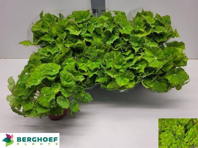 <h4>BEG BELEAF LIMA LOVE</h4>