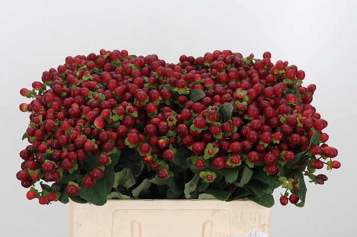 <h4>Hyp Mag Brown</h4>