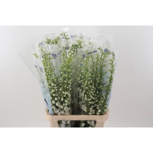 Delph Du Guard White