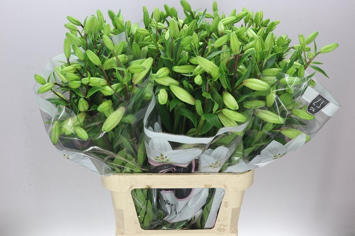 <h4>Lil La Litouwen</h4>