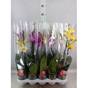 Phalaenopsis   ...mix