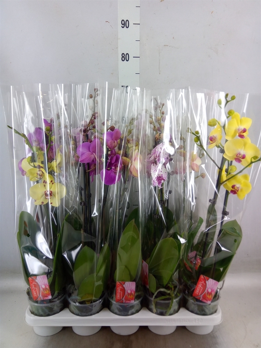 <h4>Phalaenopsis   ...mix</h4>