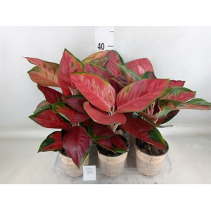 Aglaonema   ...