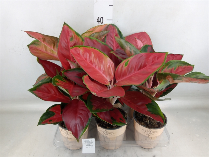 <h4>Aglaonema   ...</h4>