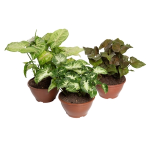 SYNGONIUM VARIADO C13