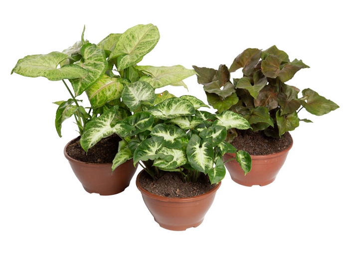 <h4>SYNGONIUM VARIADO C13</h4>