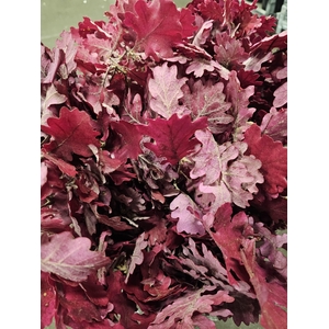 GESTABILISEERD EIK CERISE