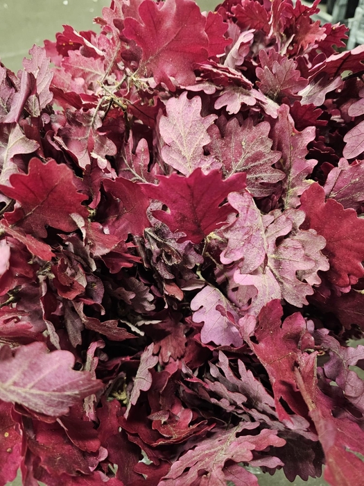 <h4>GESTABILISEERD EIK CERISE</h4>