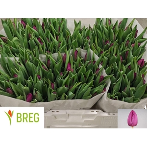Tulipa si purple prince