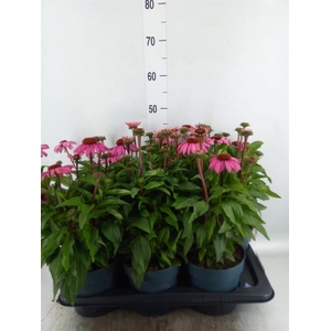 Echinacea purp. 'Mooodz Courage'
