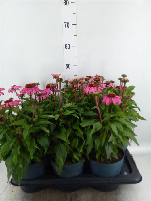 <h4>Echinacea purp. 'Mooodz Courage'</h4>