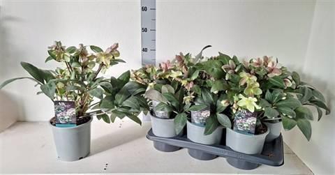 <h4>HELL VIV VALERIA</h4>