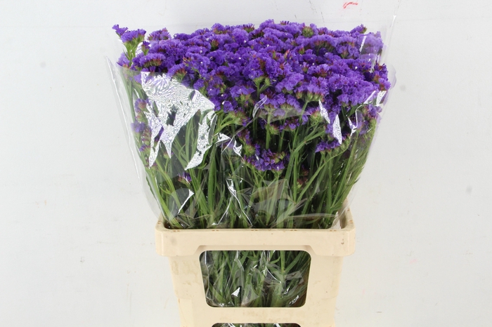 <h4>STATICE BLUE</h4>