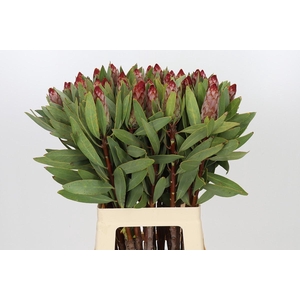 Protea Robijn