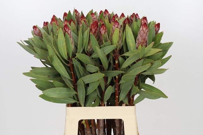 Protea Robijn