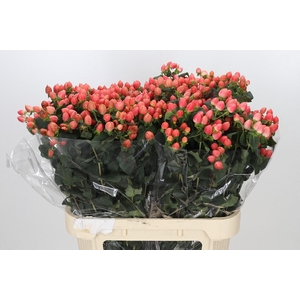 Hypericum Magical Royal Princess