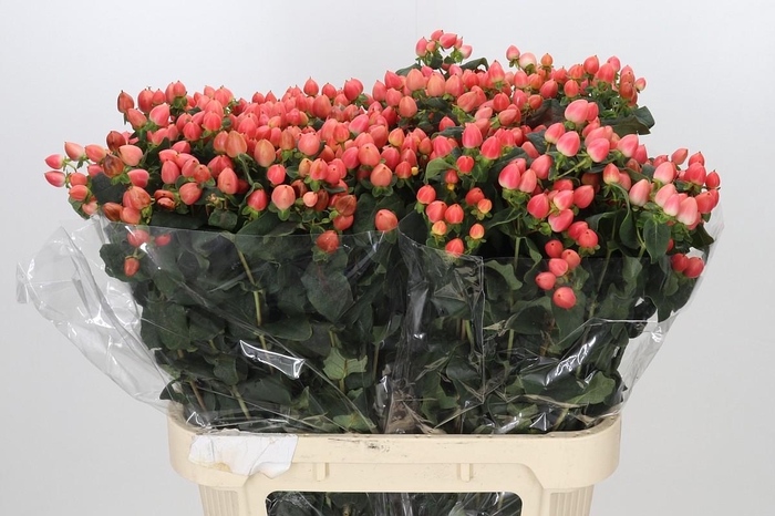 <h4>Hypericum Magical Royal Princess</h4>