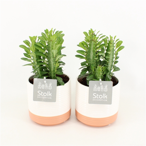 <h4>Euphorbia Trigona Groen in Milou Keramiek</h4>