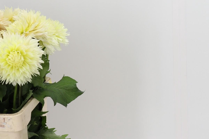 <h4>Dahlia Just Married</h4>