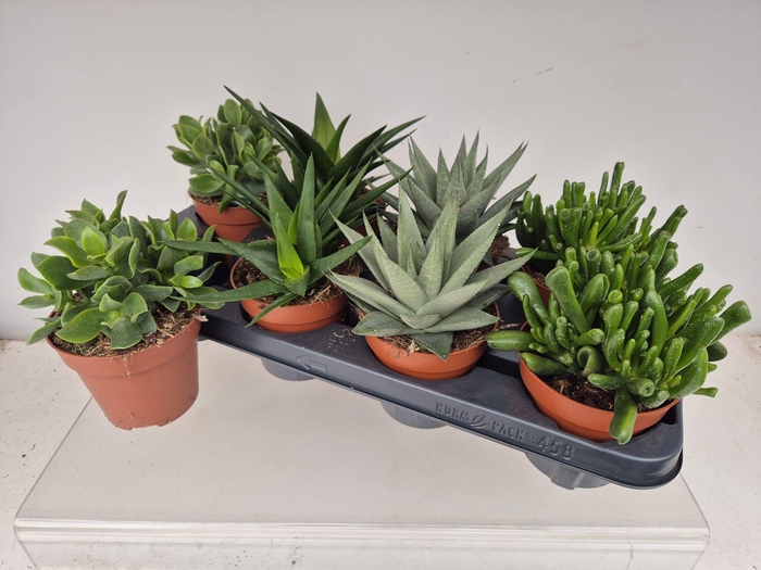 <h4>SUCC GEM 4 SRT</h4>