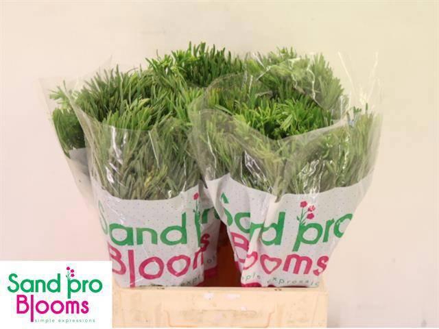 <h4>LEUCAD GALPINII</h4>