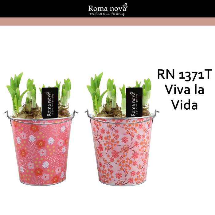 <h4>Narcis Rom 1371T Viva la Vida</h4>