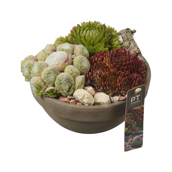 <h4>PTS2846 Arrangement Sempervivum in terracotta schaal</h4>