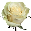 R Gr Mondial White 70cm EC