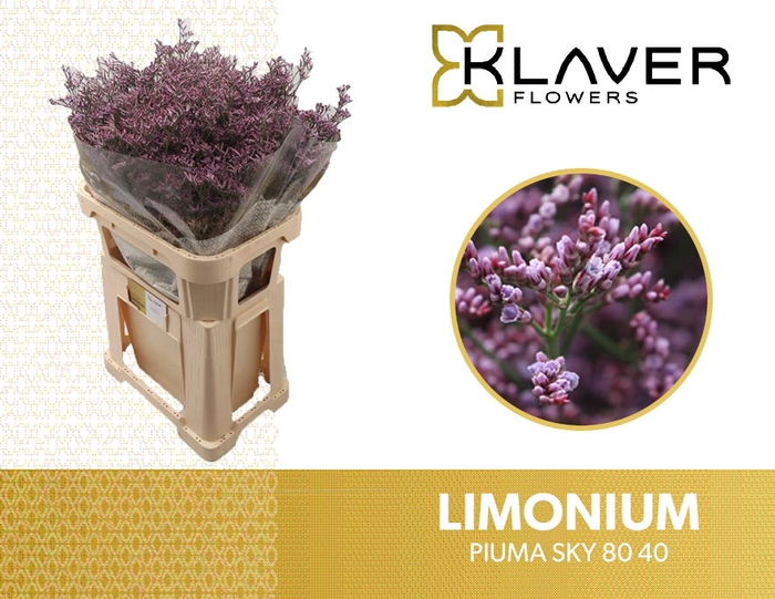 <h4>Lim Piuma SKy</h4>