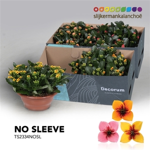 Kalanchoe No Sleeve - Tiger Mix 23 cm
