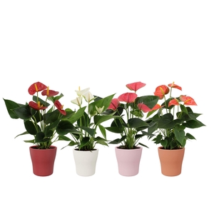 Anthurium 12 cm 4 color mix in Alicante ceramics