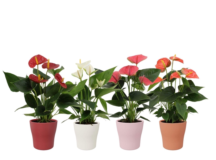 <h4>Anthurium 12 cm 4 color mix in Alicante ceramics</h4>