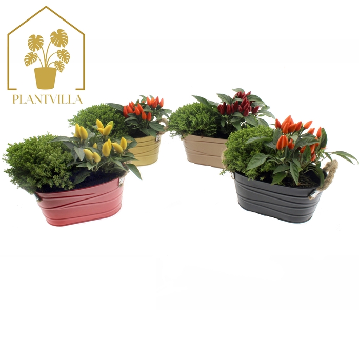 <h4>ARR TUINPLANTEN</h4>