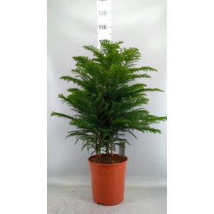 Araucaria heterophylla