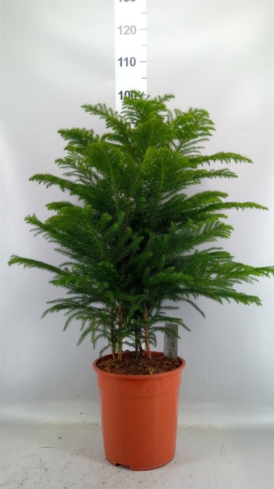 <h4>Araucaria heterophylla</h4>