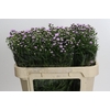 Aster Baby Pink Pearl