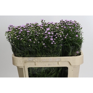 Aster Baby Pink Pearl