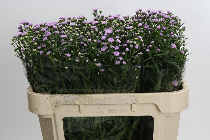 <h4>Aster Baby Pink Pearl</h4>